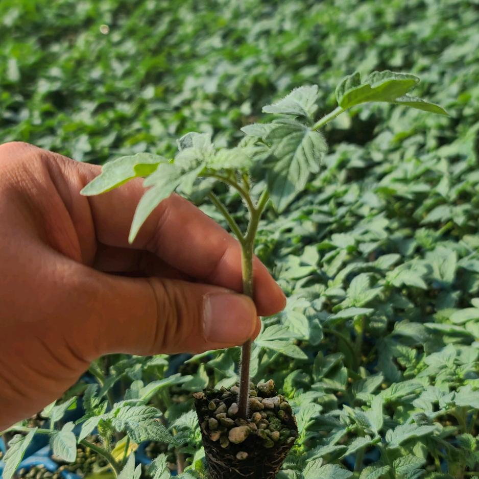 浓心春蔬菜种苗