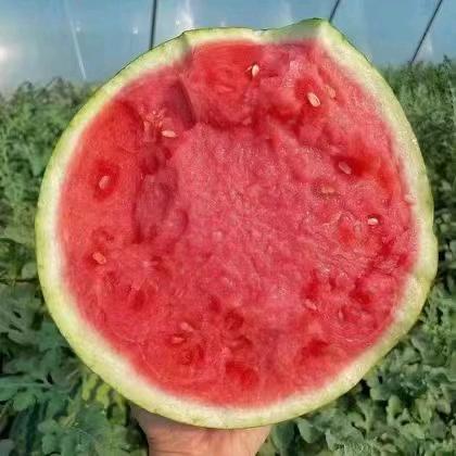 小周西瓜产地直供