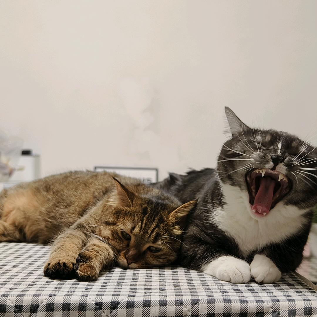 假如生活欺骗了你