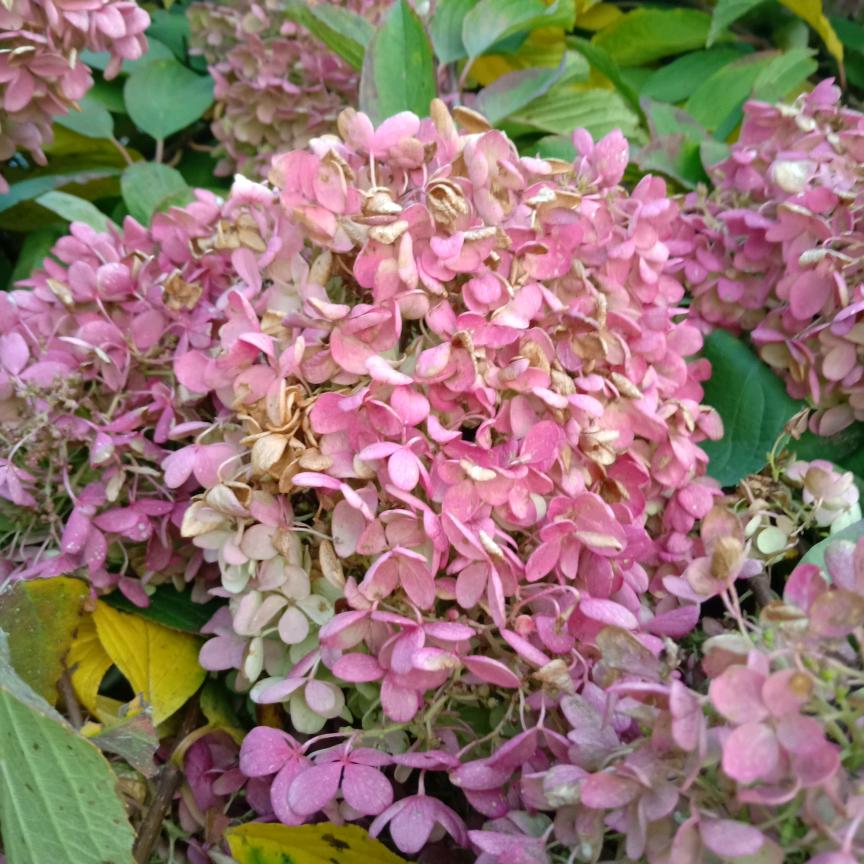 阳光明媚🌸