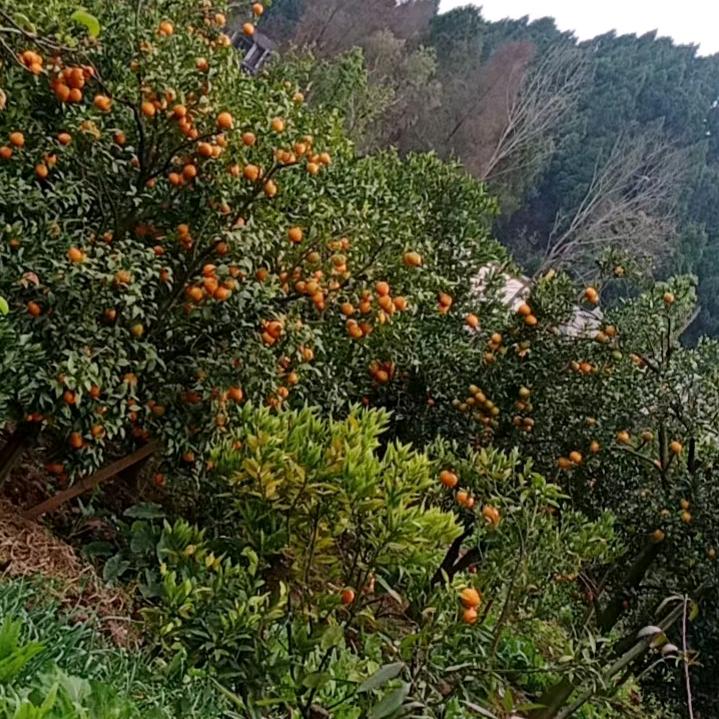 雪域江南