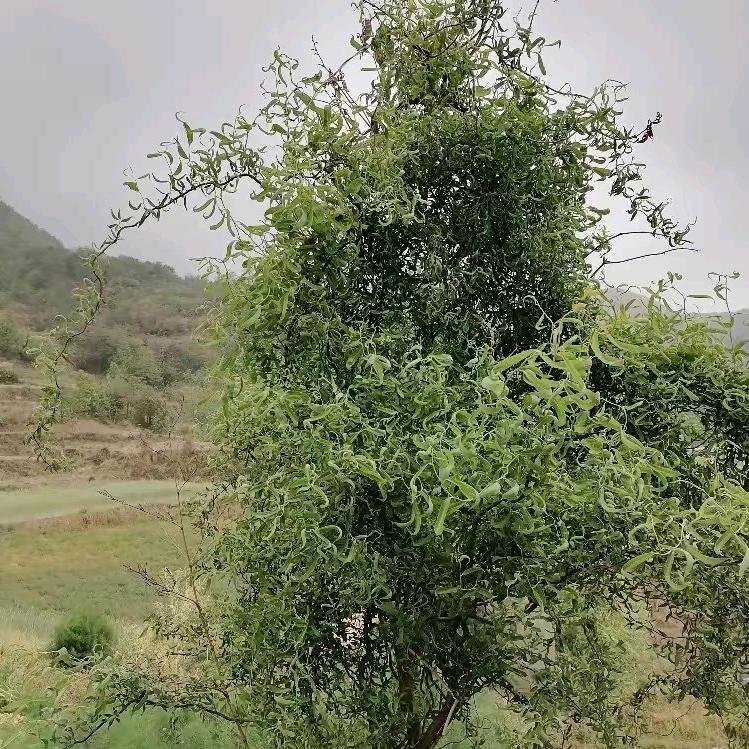志在四方