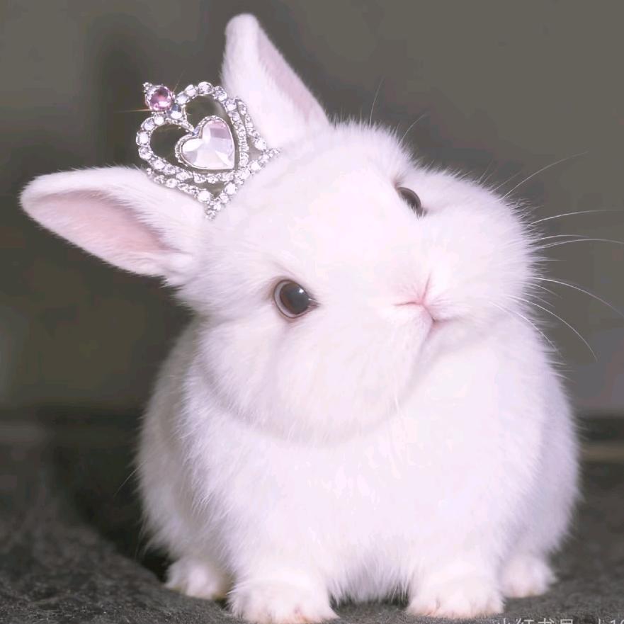 Bunnybunnymimi