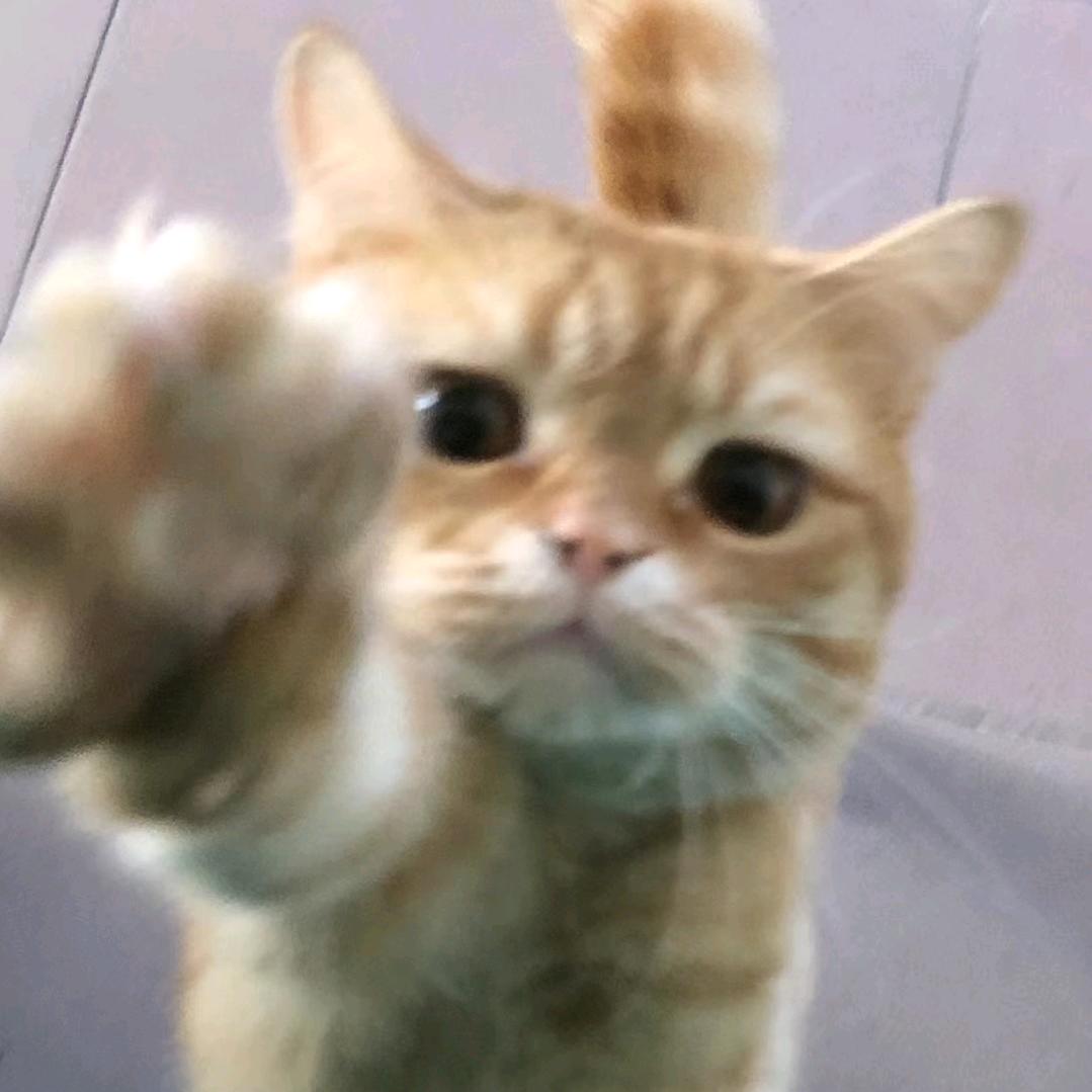 冬季鱼⭐头像