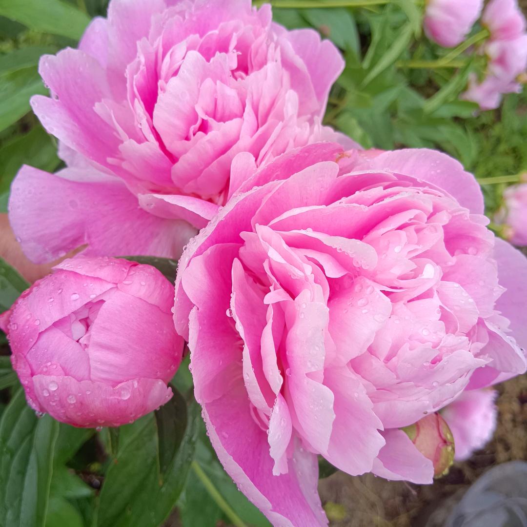 🥀᭄淡然꧔ꦿᩚ💕一笑ꦿྀ