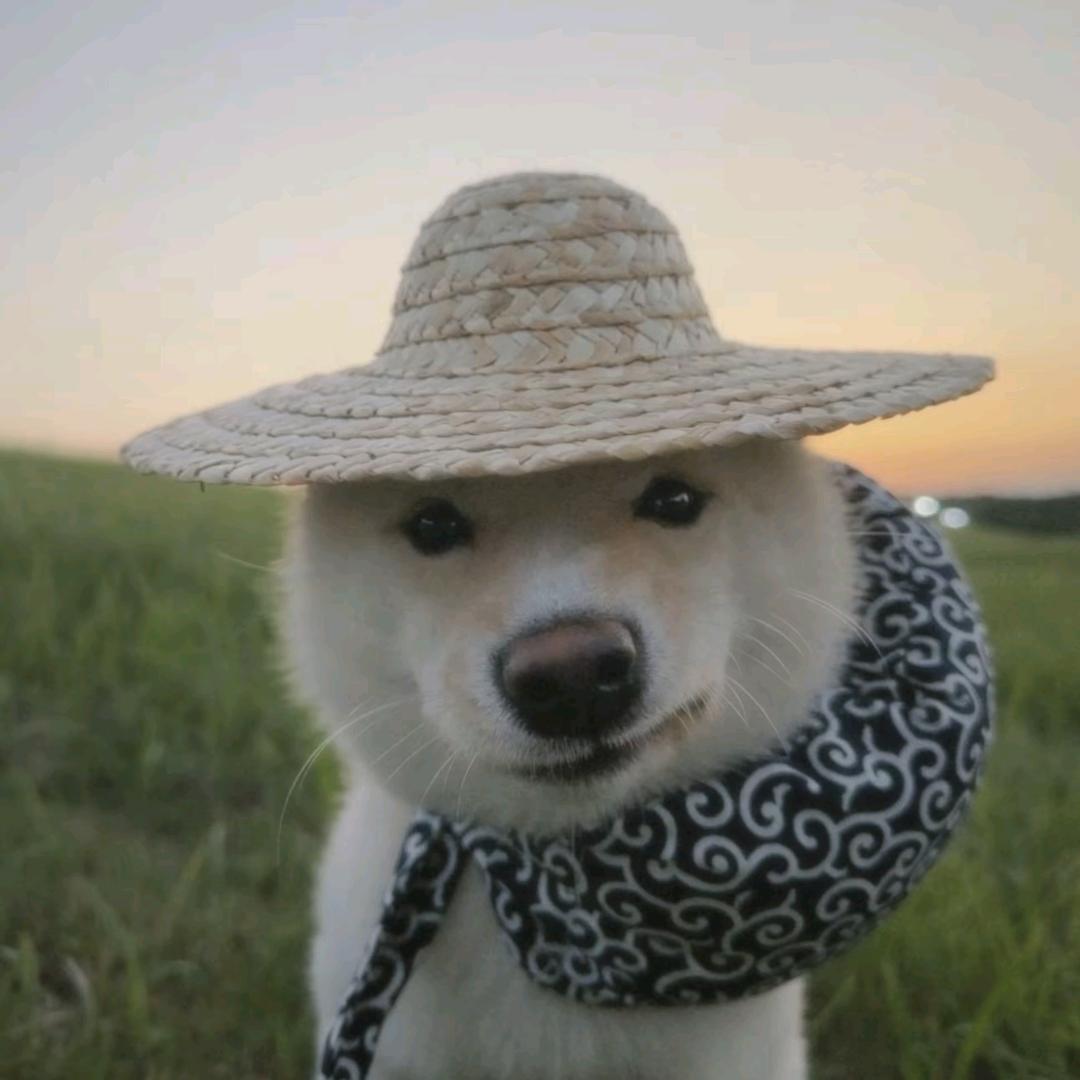 小浣熊吃汉堡🍔