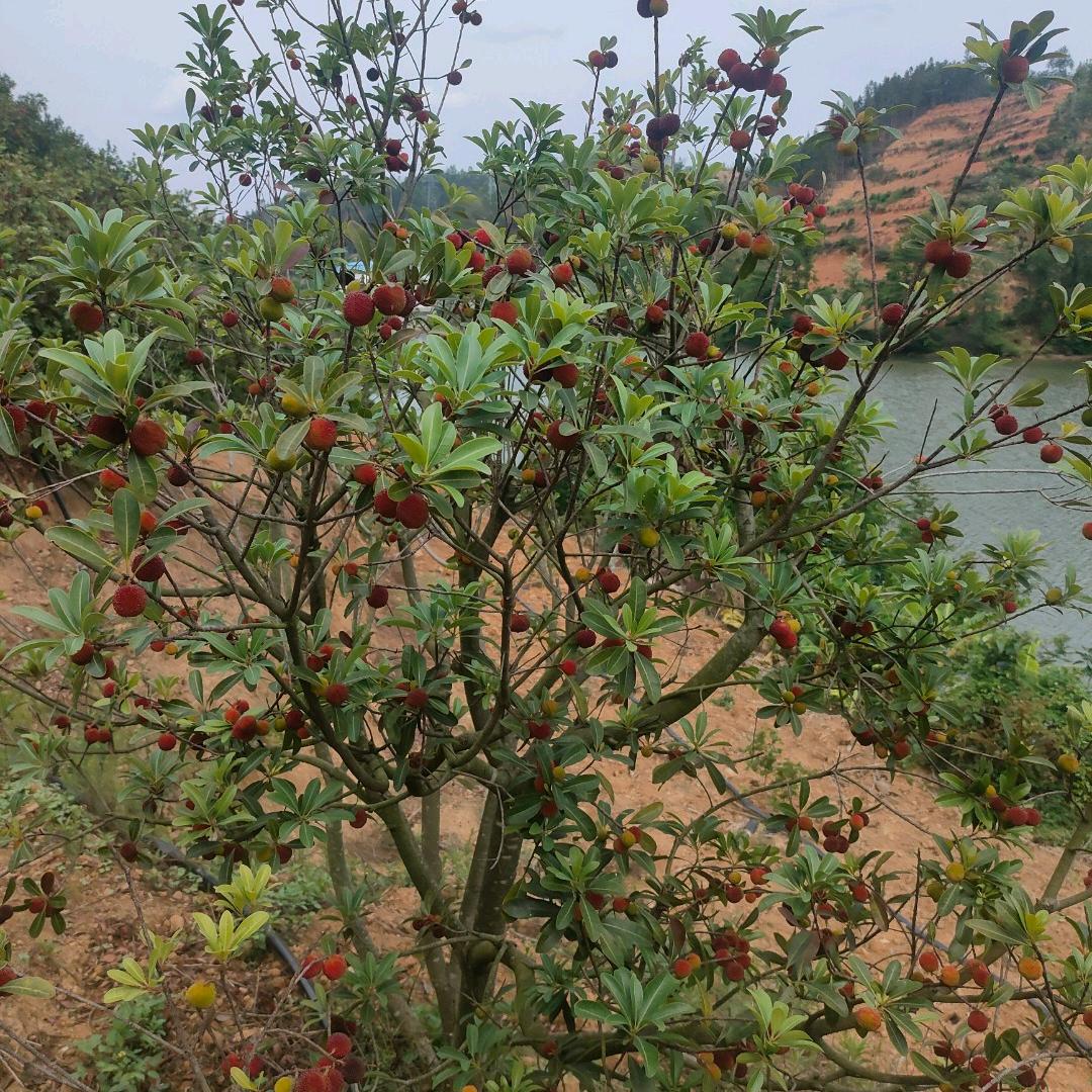 暖风悠杨珍惜一切