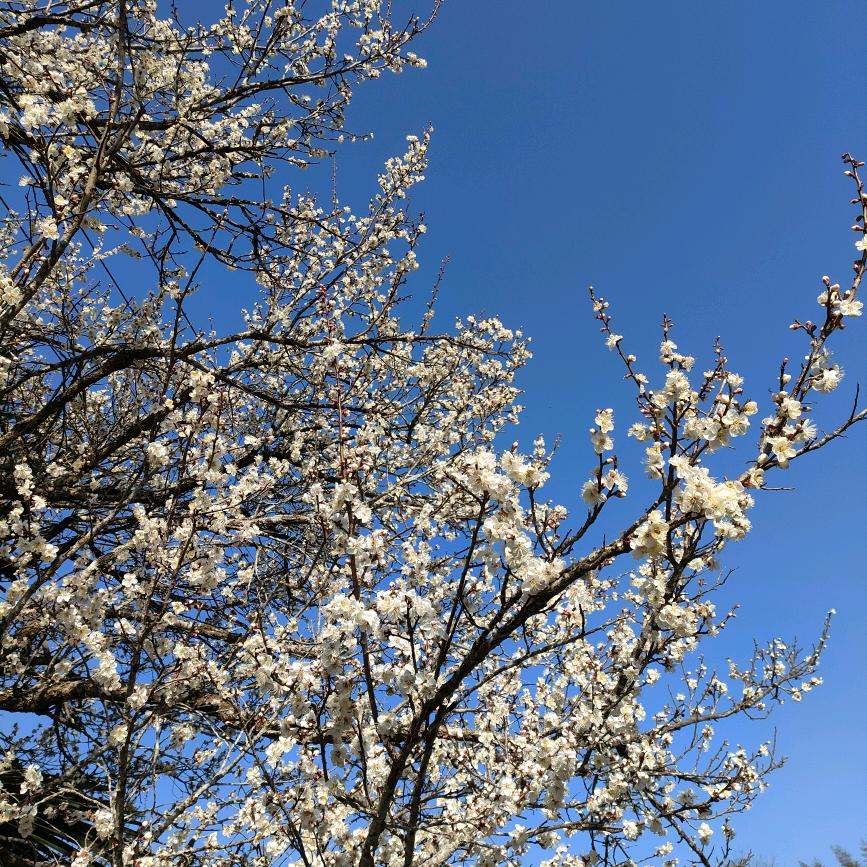 🌸🌻微风不燥