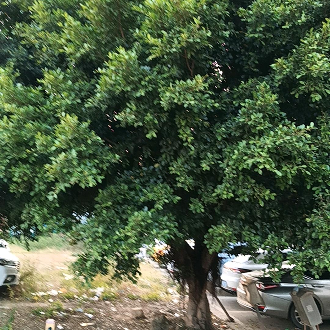 笑看风云