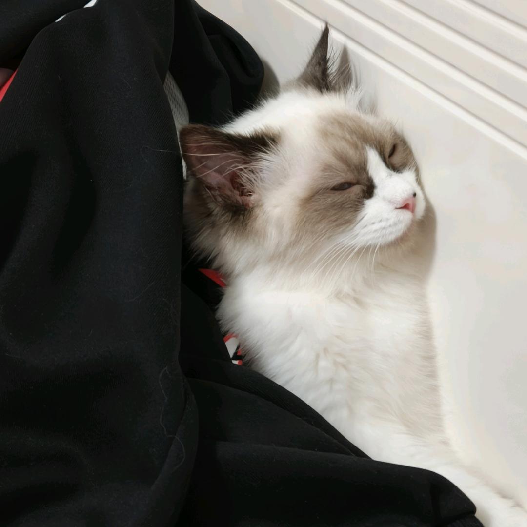 么凹猫～