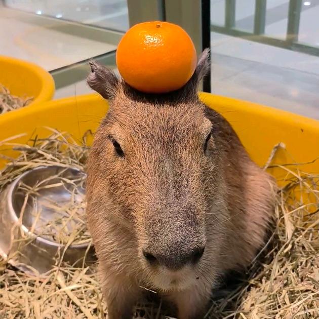 卡皮巴啦啦狗咖福利官（大连店）