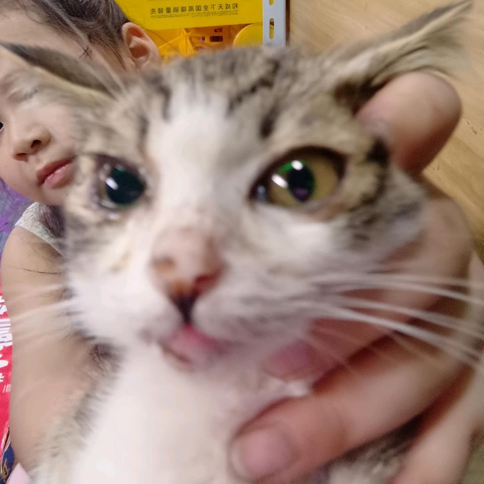 猫猫咪呀猫猫咪