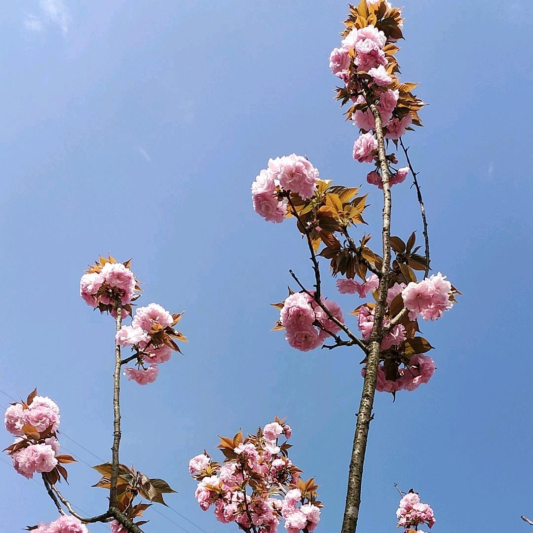 竺疑芙