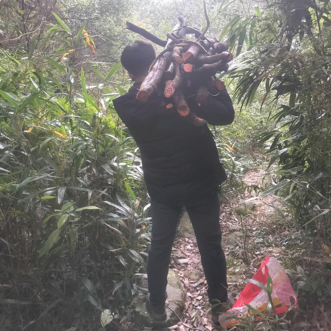 贵州野生山草药卢焱焱