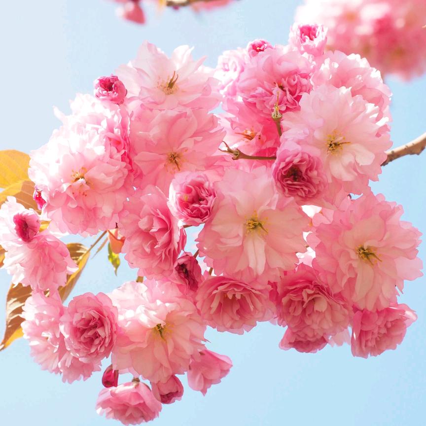 樱花