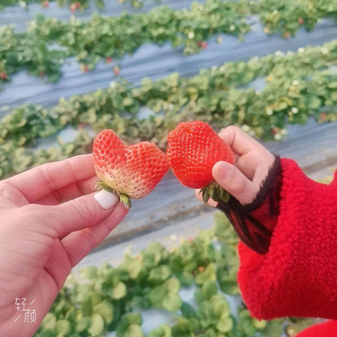 無芯依恋