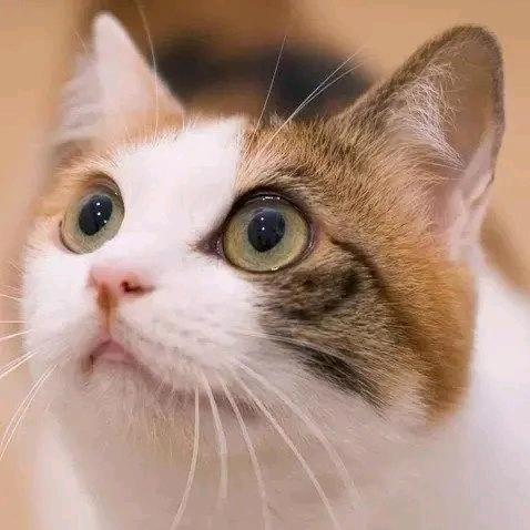 忘情