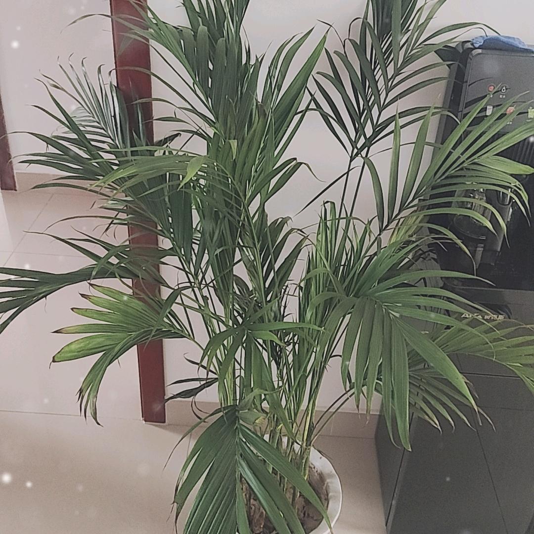 吉祥富贵