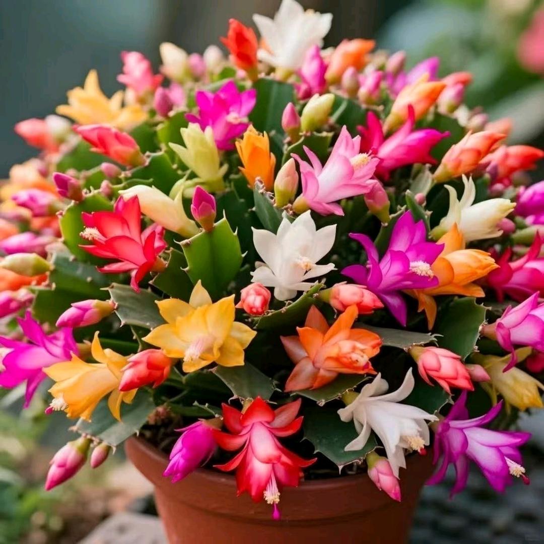 💐((🌺⥎🌺))🌹