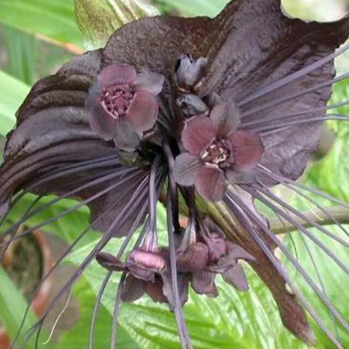 半盏烟火渡一生