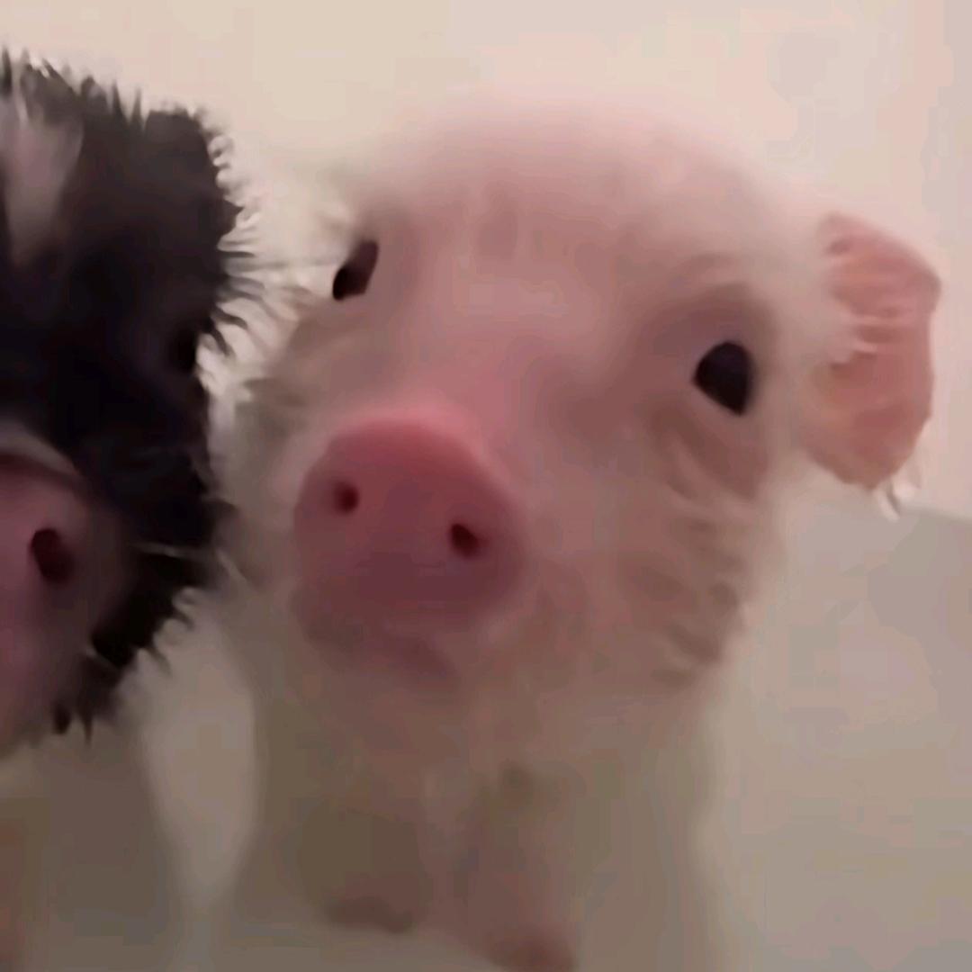 冷酷无情暗夜杀手