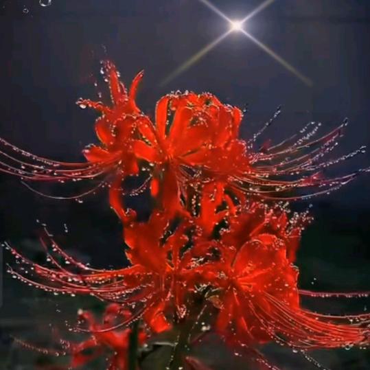 (っ˘🌿ʕ•̫͡◡❛