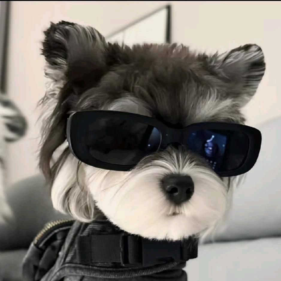 佑佑家有狗狗