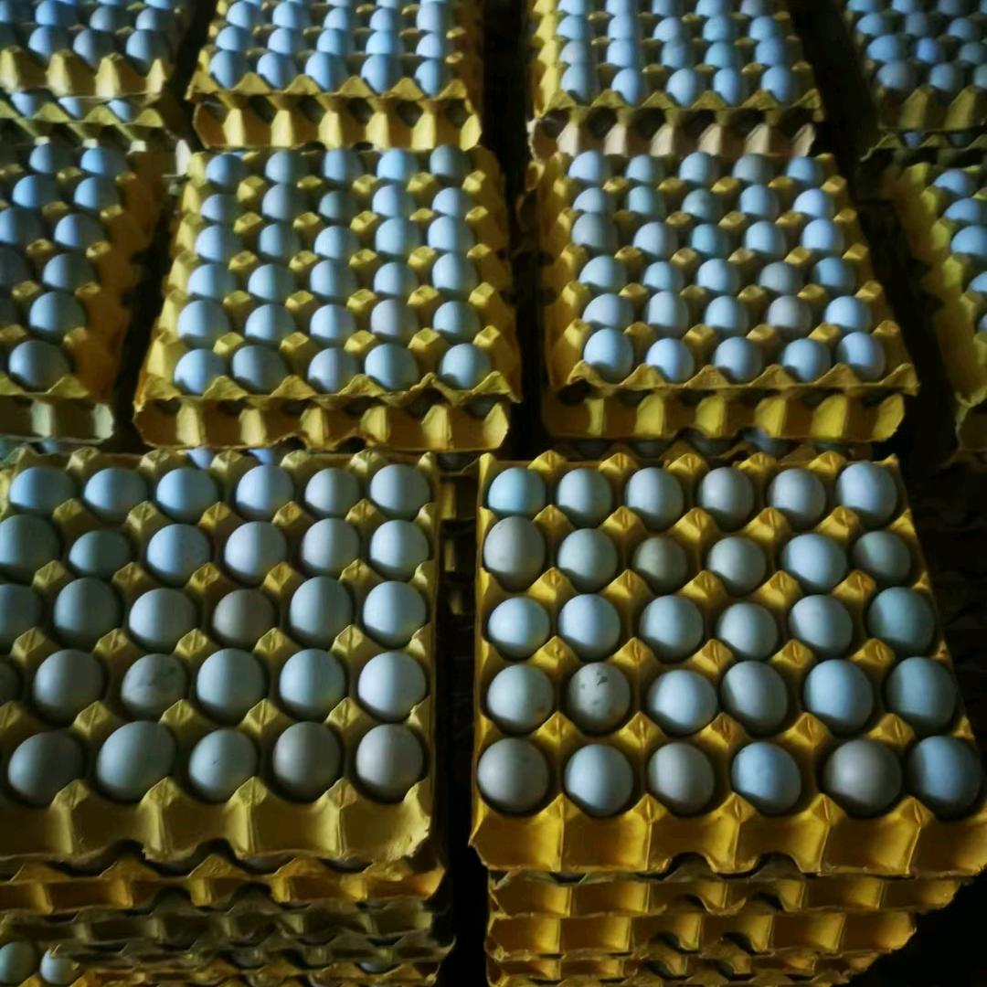 86的老虎