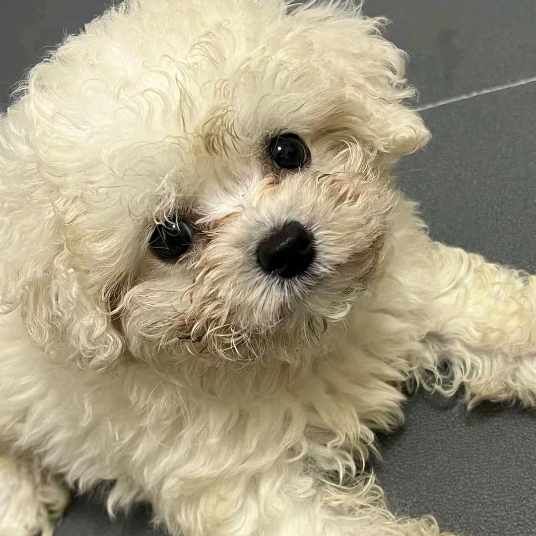 小花