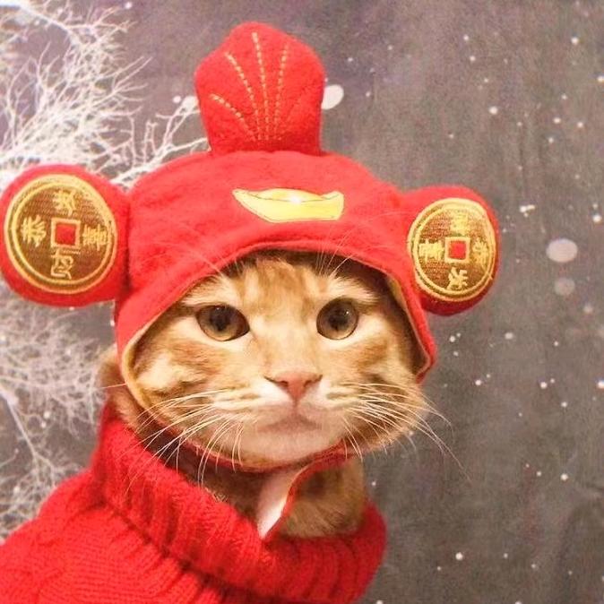 醒醒是只猫