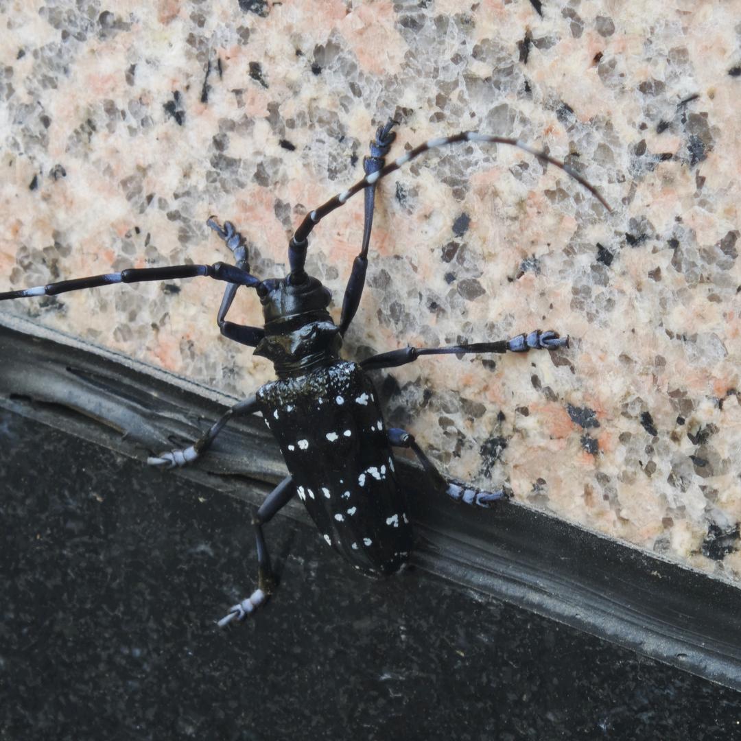 灌辣子(幸福里第一佐娅)