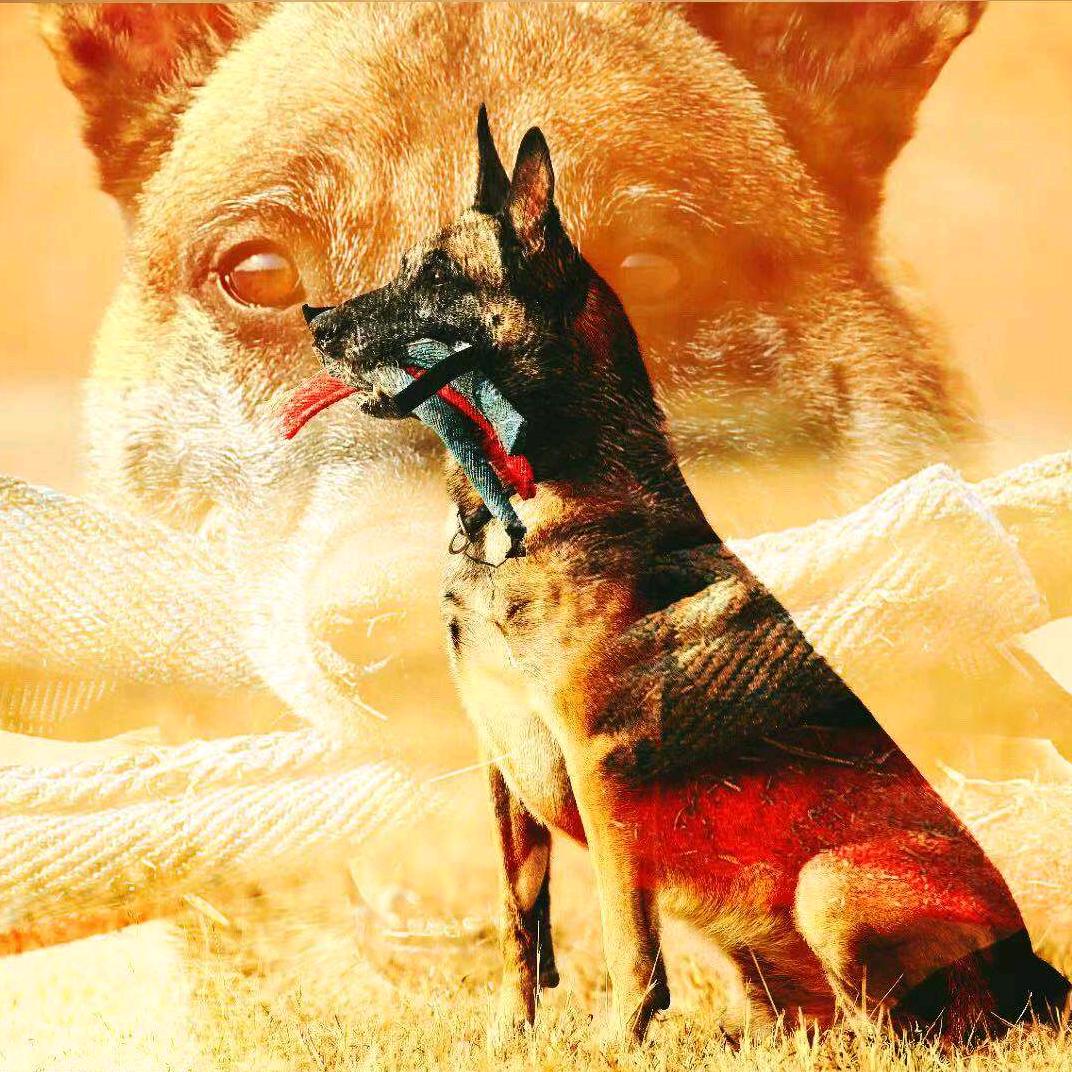 寒风爱犬训练营