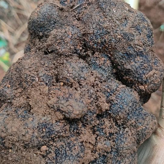 🍓松露小哥🍓