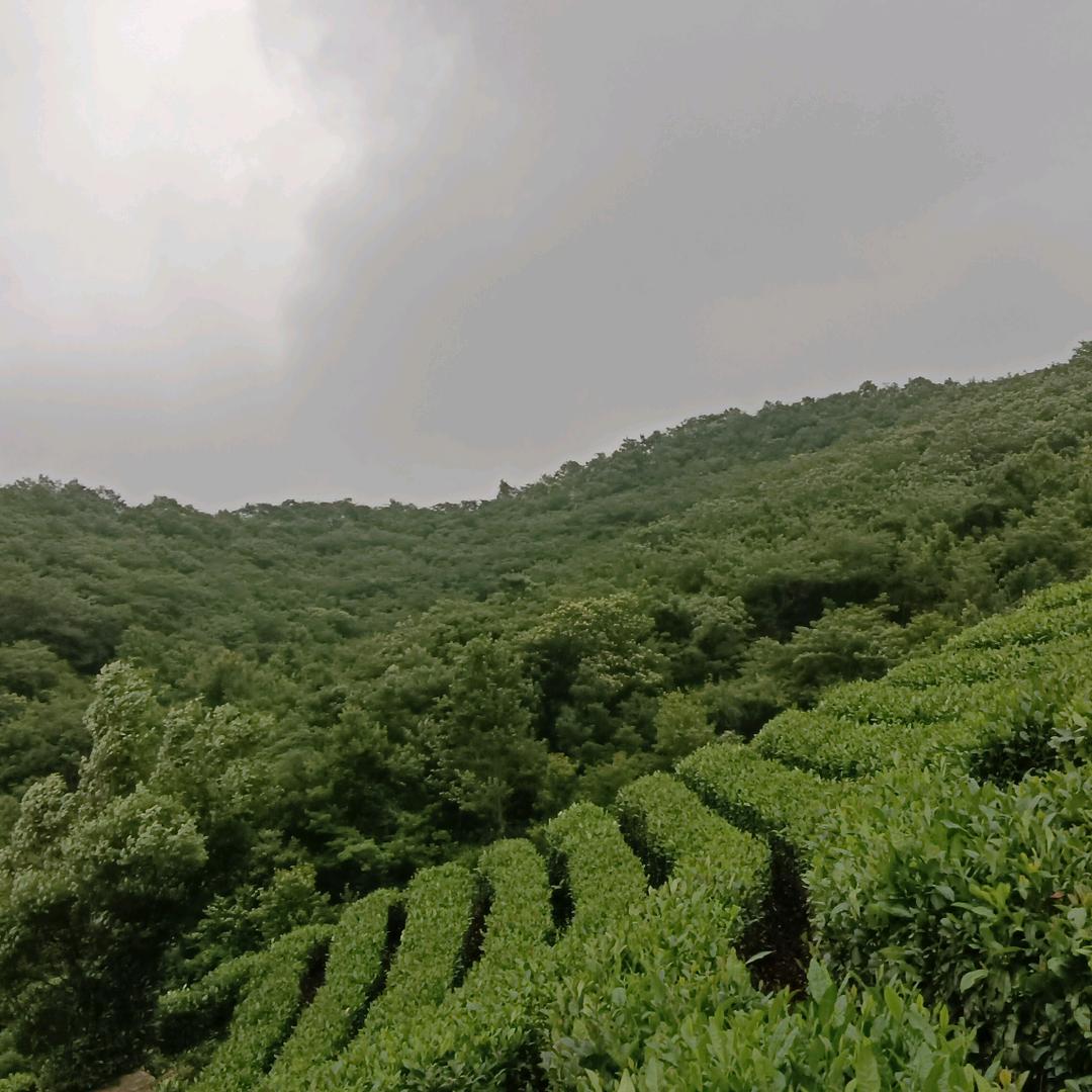 茶缘