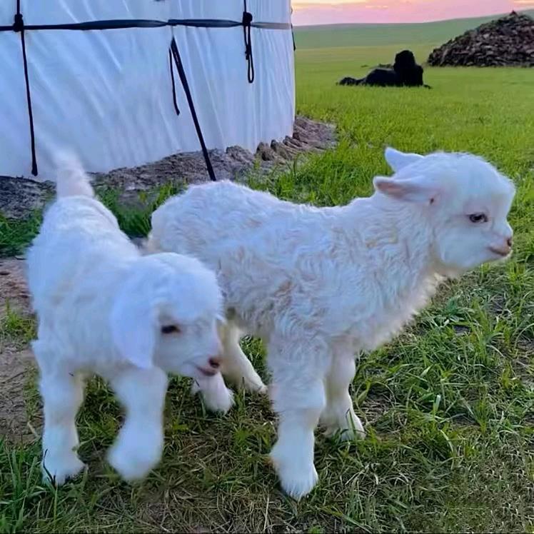 贫僧法号：燈心🚬🚬