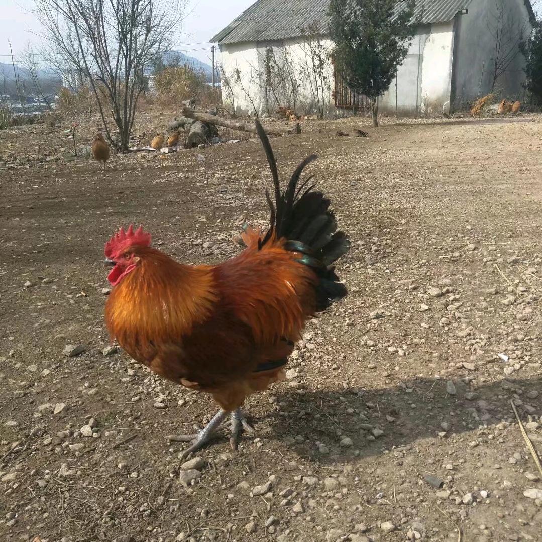 多乐y