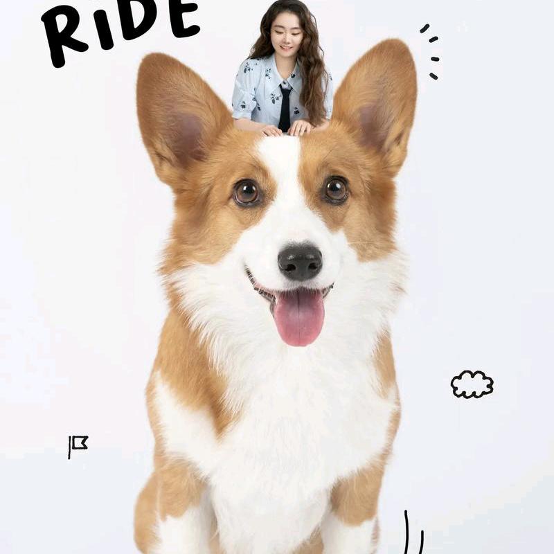 阿华选宠