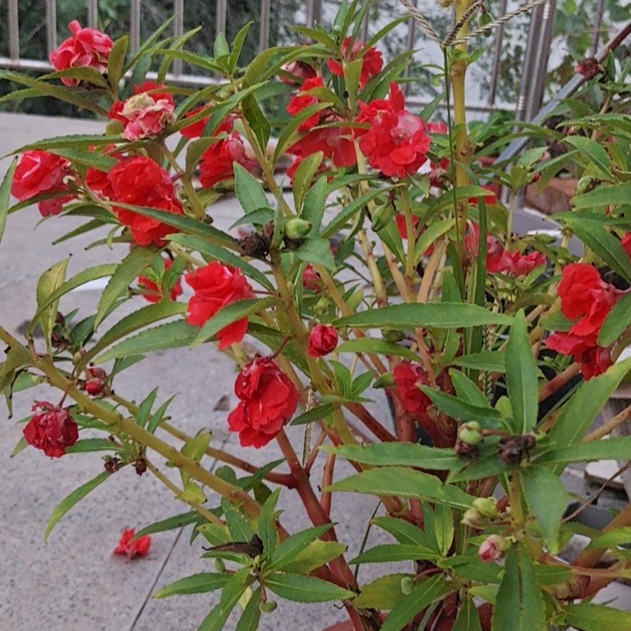 花好月圆✔