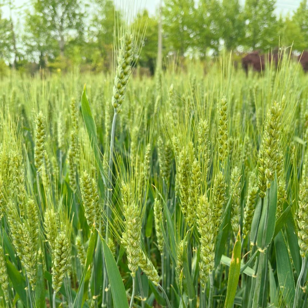 三农人燕子～农业知识分享