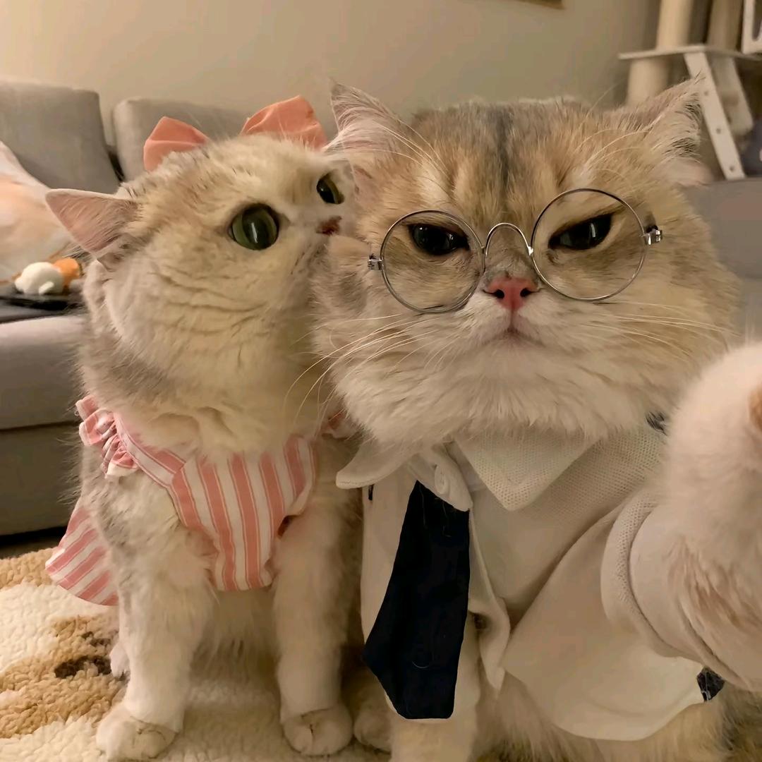 小猫健兮兮