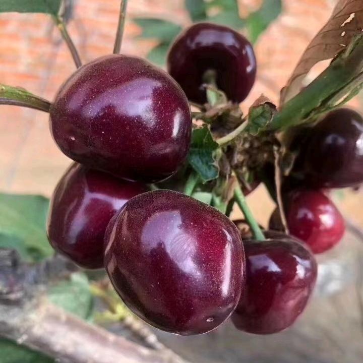 乔治与佩琪（不瘦到150斤不改名）