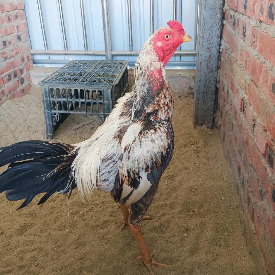 十来块