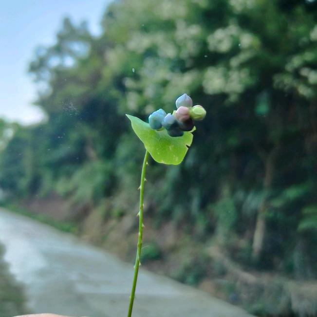 梦浅头像