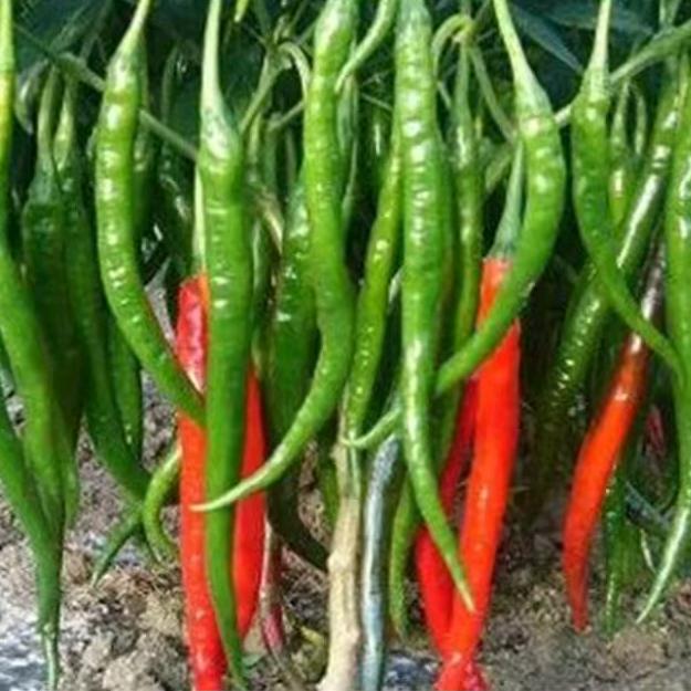 辣椒种植技术