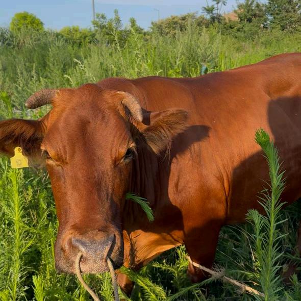 王二妹金膘土黄牛店