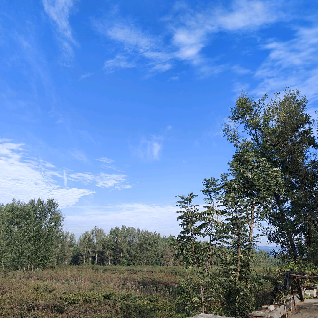 爱吃番茄🍅的刺猬