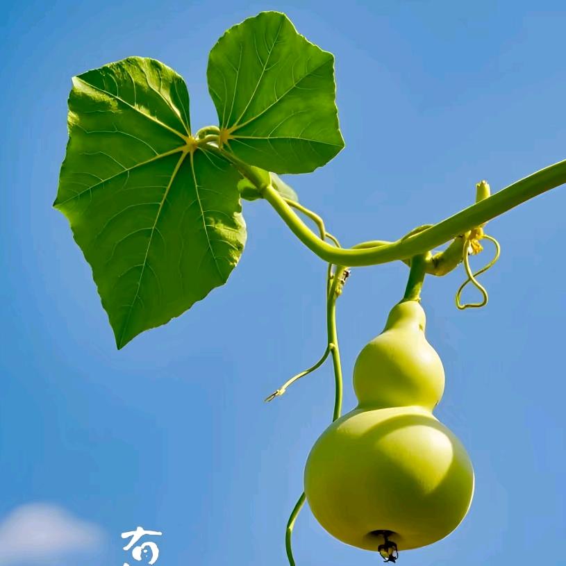 简爱