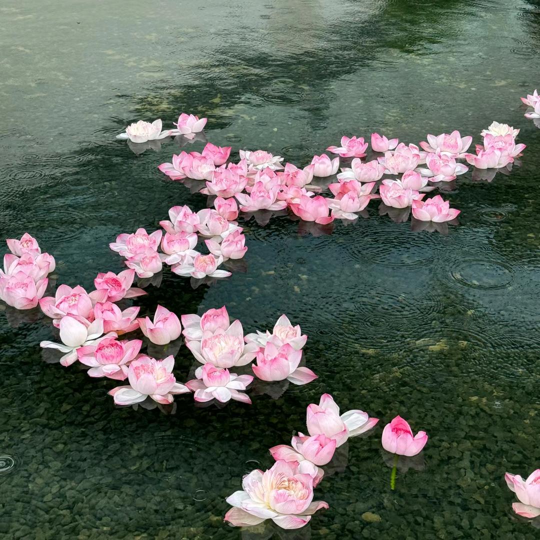丫头