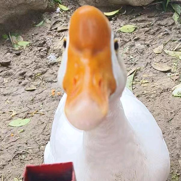 黄圣依洛阳分黄