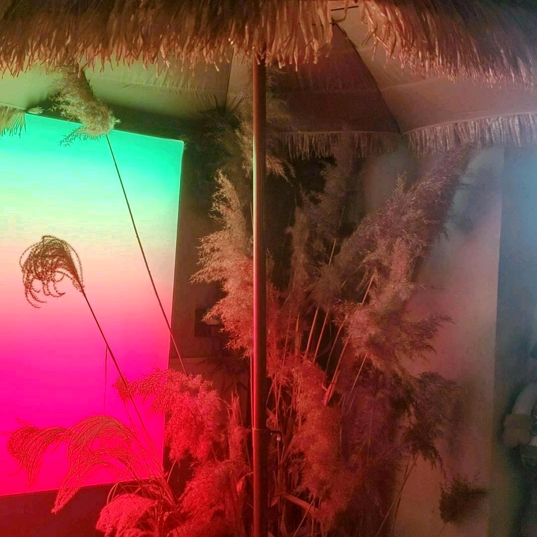 欣酱